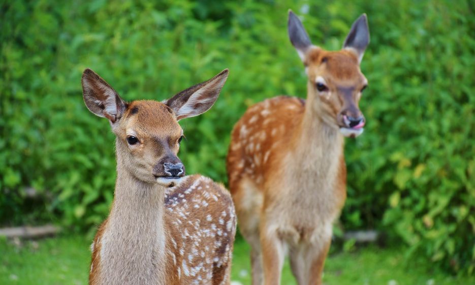 Rehe im Alpenwildpark - Ausflugsziele Kleinwalsertal