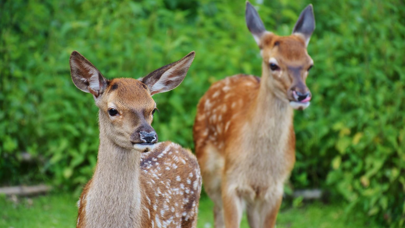 Rehe im Alpenwildpark - Ausflugsziele Kleinwalsertal