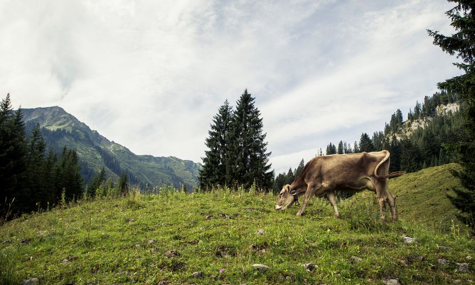 Kühe grasen in den Allgäuer Alpen
