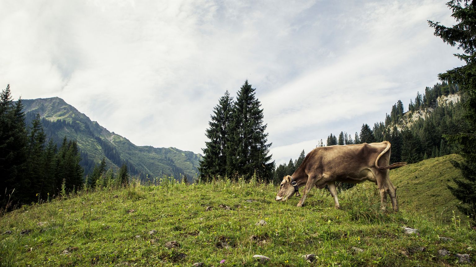 Kühe grasen in den Allgäuer Alpen
