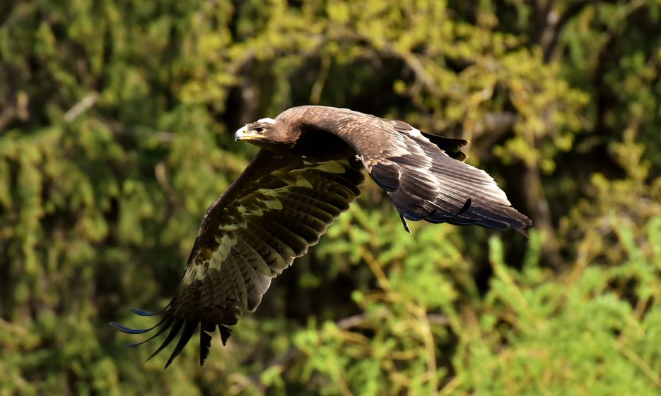 Adler im Alpenwildpark Schwarzenberg