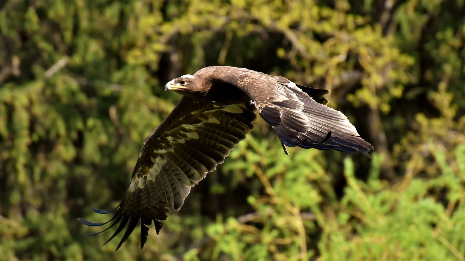 Adler im Alpenwildpark Schwarzenberg